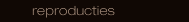 een reproductie bestellen, dat kan!